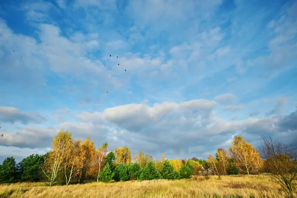 Herbstlandschaft Einer Mit Trockenem Gras Bewachsenen Wiese Vor Dem Hintergrund — Stockfoto