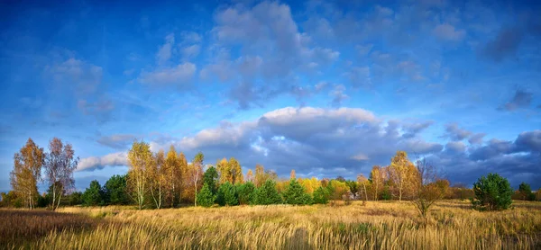 Осенний Пейзаж Луга Заросшего Сухой Травой Фоне Желтых Берез — стоковое фото