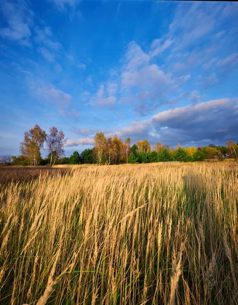 Herfst Landschap Van Een Weide Begroeid Met Droog Gras Tegen — Stockfoto