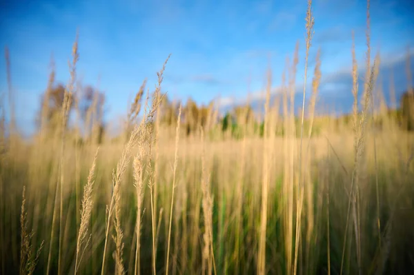 Herbstlandschaft Einer Mit Trockenem Gras Bewachsenen Wiese Vor Dem Hintergrund — Stockfoto