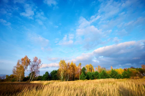 Autumn Landscape Meadow Overgrown Dry Grass Background Yellow Birches Stock Image