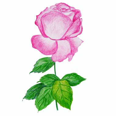 Beyaz arka planda izole edilmiş renkli kalemlerle çizilmiş yapraklı bir sapta pembe gül çiçeği. Botanik illüstrasyon.