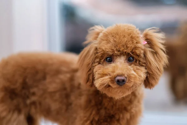 Toy poodle dog. Red-brown toy poodle puppy