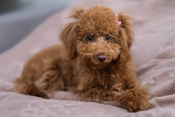 Toy Poodle Dog Lies Soft Blanket Red Brown Toy Poodle — Stock Photo, Image