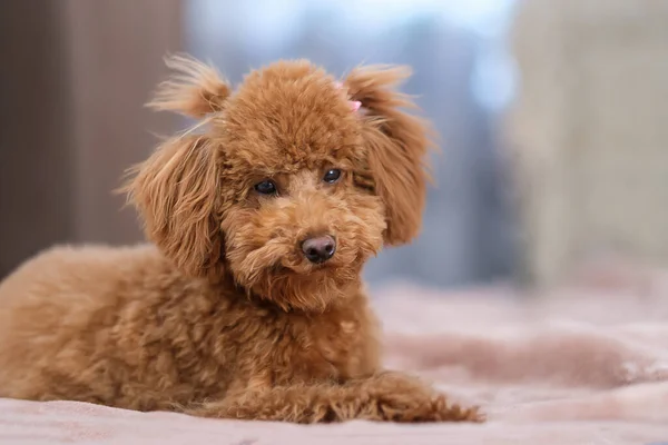 Ein Stoffpudelhund Liegt Auf Einer Weichen Decke Rotbrauner Pudelwelpe — Stockfoto