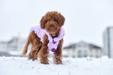 Kaniş köpeği örgü kış kıyafetleri içinde. Karlı bir parkta kış yürüyüşüne çıkmış kırmızı kahverengi bir kaniş yavrusu..