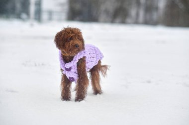 Kaniş köpeği örgü kış kıyafetleri içinde. Karlı bir parkta kış yürüyüşüne çıkmış kırmızı kahverengi bir kaniş yavrusu..