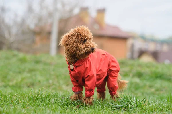Toy Poodle Dog in a Red Raincoat. Red-brown Toy Poodle Puppy on a Walk.