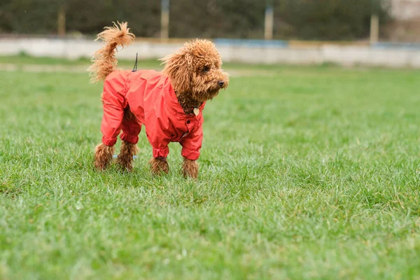 Toy Poodle Dog in a Red Raincoat. Red-brown Toy Poodle Puppy on a Walk.