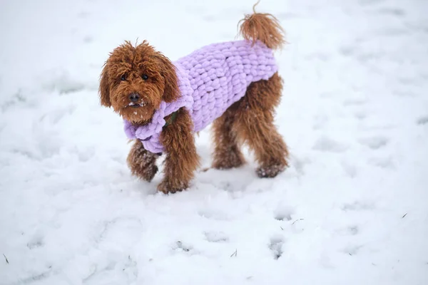 玩具狮子狗穿着针织冬衣 一只红褐色的玩具狮子狗在雪地的公园里散步过冬 — 图库照片