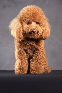 Kırmızı-kahverengi oyuncak bir kaniş köpeği. Oyuncak kanişin gri fotoğraftaki yavrusu stüdyoda çekildi.