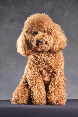 Kırmızı-kahverengi oyuncak bir kaniş köpeği. Oyuncak kanişin gri fotoğraftaki yavrusu stüdyoda çekildi.