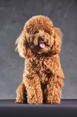 Kırmızı-kahverengi oyuncak bir kaniş köpeği. Oyuncak kanişin gri fotoğraftaki yavrusu stüdyoda çekildi.