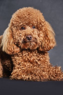 Kırmızı-kahverengi oyuncak bir kaniş köpeği. Oyuncak kanişin gri fotoğraftaki yavrusu stüdyoda çekildi.