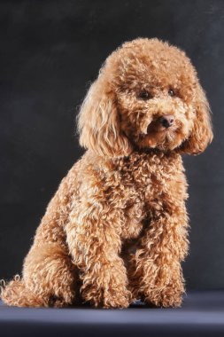 Kırmızı-kahverengi oyuncak bir kaniş köpeği. Oyuncak kanişin gri fotoğraftaki yavrusu stüdyoda çekildi.