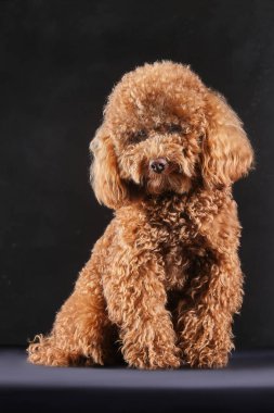Kırmızı-kahverengi oyuncak bir kaniş köpeği. Oyuncak kanişin gri fotoğraftaki yavrusu stüdyoda çekildi.