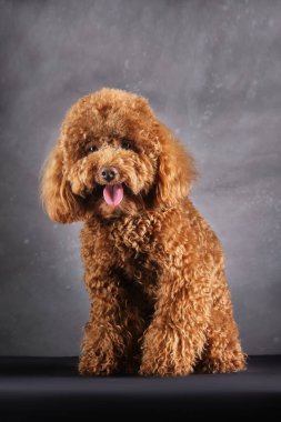 Kırmızı-kahverengi oyuncak bir kaniş köpeği. Oyuncak kanişin gri fotoğraftaki yavrusu stüdyoda çekildi.