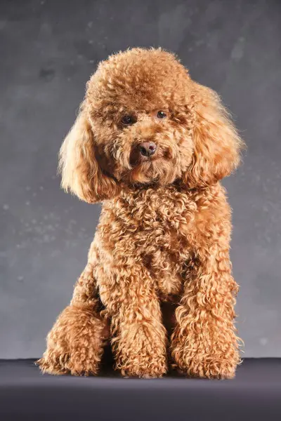 Kırmızı-kahverengi oyuncak bir kaniş köpeği. Oyuncak kanişin gri fotoğraftaki yavrusu stüdyoda çekildi.
