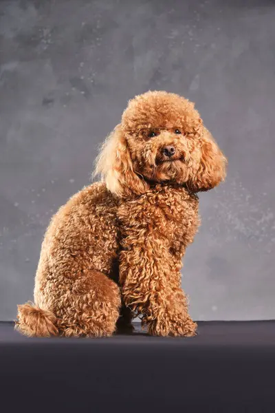 A red-brown toy poodle dog. The puppy of the toy poodle breed on the gray photo was taken in the studio