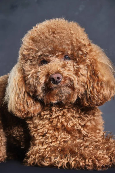 Ένα Κόκκινο Καφέ Σκυλάκι Κουτάβι Της Ράτσας Κανίς Στην Γκρι — Φωτογραφία Αρχείου