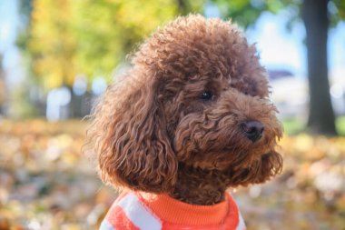 Kırmızı-kahverengi oyuncak kaniş köpeği. Sonbahar parkında yürüyüşe çıkmış kaniş yavrusu. Çizgili süveter giymiş kaniş yavrusu..