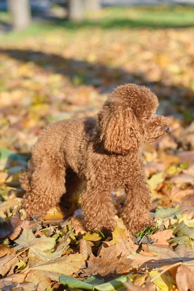 Red-brown toy poodle dog. Toy poodle puppy on a walk in the autumn park