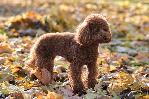 Kırmızı-kahverengi oyuncak kaniş köpeği. Oyuncak köpek sonbahar parkında yürüyüşe çıktı.