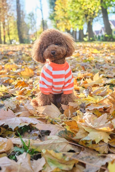 Red-brown toy poodle dog. Toy poodle puppy on a walk in the autumn park. Poodle puppy in a striped sweater.