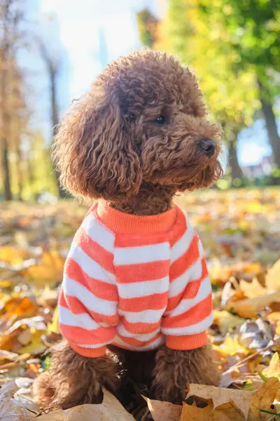 Red-brown toy poodle dog. Toy poodle puppy on a walk in the autumn park. Poodle puppy in a striped sweater.