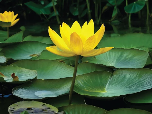 Yellow lotus flowers are blooming and growing abundantly, their large, round leaves add to the romantic atmosphere.