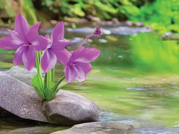 Purple amaryllis flowers grow on river rocks where the water is clear