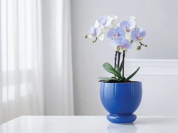 white phalaenopsis orchid flowers in a minimalist room
