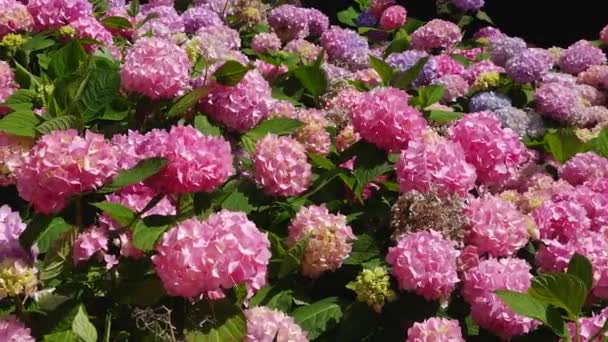 Λουλούδια Ορτανσία Ανθίζει Την Άνοιξη Και Καλοκαίρι Στον Κήπο Όμορφος — Αρχείο Βίντεο