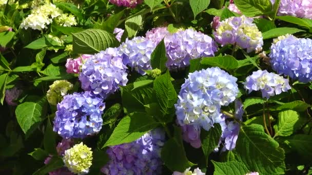 Blommor Hortensia Blommar Våren Och Sommaren Trädgården Vacker Buske Hortensia — Stockvideo