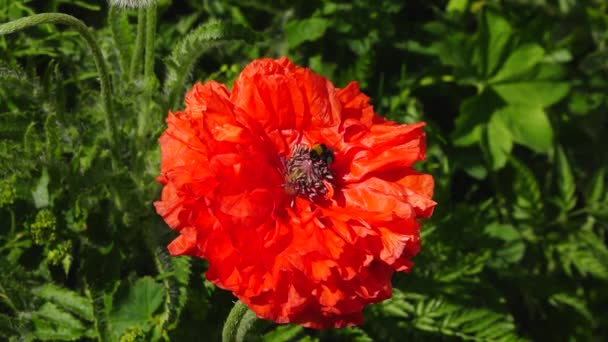 Κόκκινη Παπαρούνα Και Μέλισσα Όμορφο Λουλούδι Παπαρούνας Φυτικά Άνθη Και — Αρχείο Βίντεο