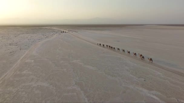 Een Karavaan Kamelen Woestijn Luchtfoto Drone Vlucht Kamelen Lopen Zand — Stockvideo