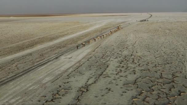 砂漠のラクダのキャラバン 空からの眺め 砂の上を歩くラクダの上をドローン飛行する エチオピアのダナキル恐慌で塩を輸送するキャメルキャラバン — ストック動画