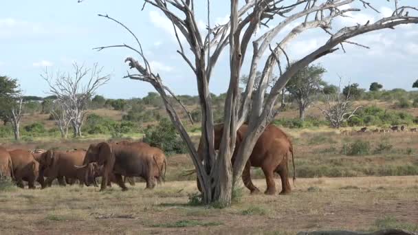 Słoń Sawannie Słonie Afrykańskie — Wideo stockowe