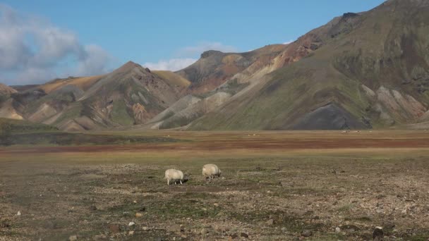 Исландия Красивые Пейзажи Незабываемое Путешествие Удивительная Северная Природа Формирующая Пейзаж — стоковое видео