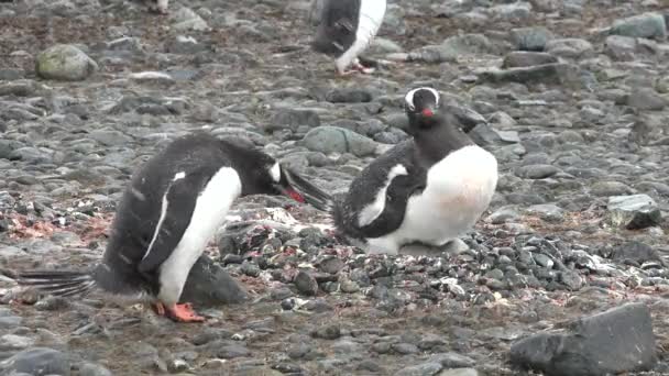 南極大陸 ペンギンたち 南極の岩の海岸にあるペンギン植民地 南極の野生生物 第六大陸 野生のペンギン — ストック動画