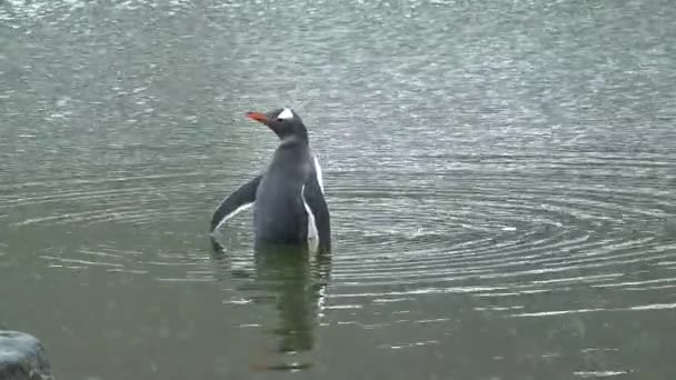 Antarktyda Pingwiny Kolonia Pingwinów Skalistym Brzegu Antarktydy Dzika Przyroda Antarktydy — Wideo stockowe