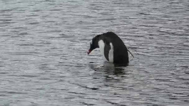 Antarktis Pinguine Pinguinkolonie Der Felsigen Küste Der Antarktis Die Tierwelt — Stockvideo