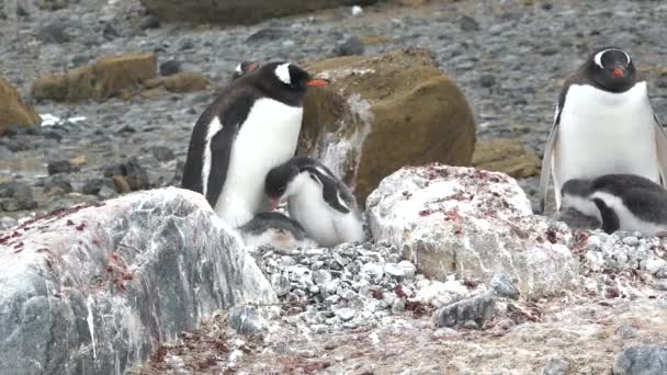Antarktis Pingviner Pingvinkolonin Antarktis Steniga Strand Djurlivet Antarktis Sjätte Kontinenten — Stockvideo