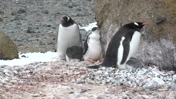 Antarktisz Pingvinek Pingvin Kolónia Antarktisz Sziklás Partján Antarktisz Vadvilága Hatodik — Stock videók