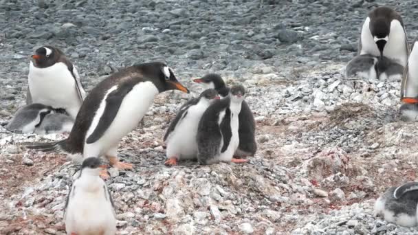 Antarktida Tučňáci Kolonie Tučňáků Skalnatém Pobřeží Antarktidy Divoká Zvěř Antarktidě — Stock video