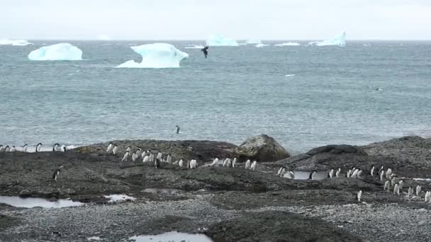 南極大陸 ペンギンたち 南極の岩の海岸にあるペンギン植民地 南極の野生生物 第六大陸 野生のペンギン — ストック動画