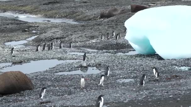 Antarktida Tučňáci Kolonie Tučňáků Skalnatém Pobřeží Antarktidy Divoká Zvěř Antarktidě — Stock video