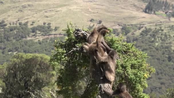 Singe Des Babouins Les Jeunes Babouins Mâchent Mangent Dans Prairie — Video