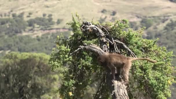 원숭이 바보들 개미는 낮에는 초원에서 먹습니다 아프리카 사파리 — 비디오