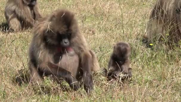 Macaco Babuínos Jovens Babuínos Mastigam Comem Prado Durante Dia Vida — Vídeo de Stock